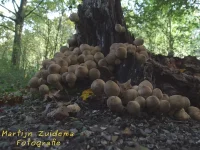 Peervormige Stuifzwam [Lycoperdon pyriforme]